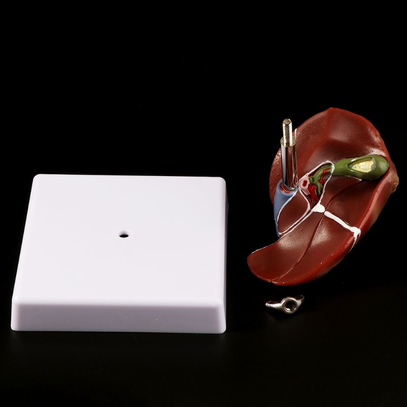 Modèle d'anatomie pathologique - Medical Lab Design avis et prix